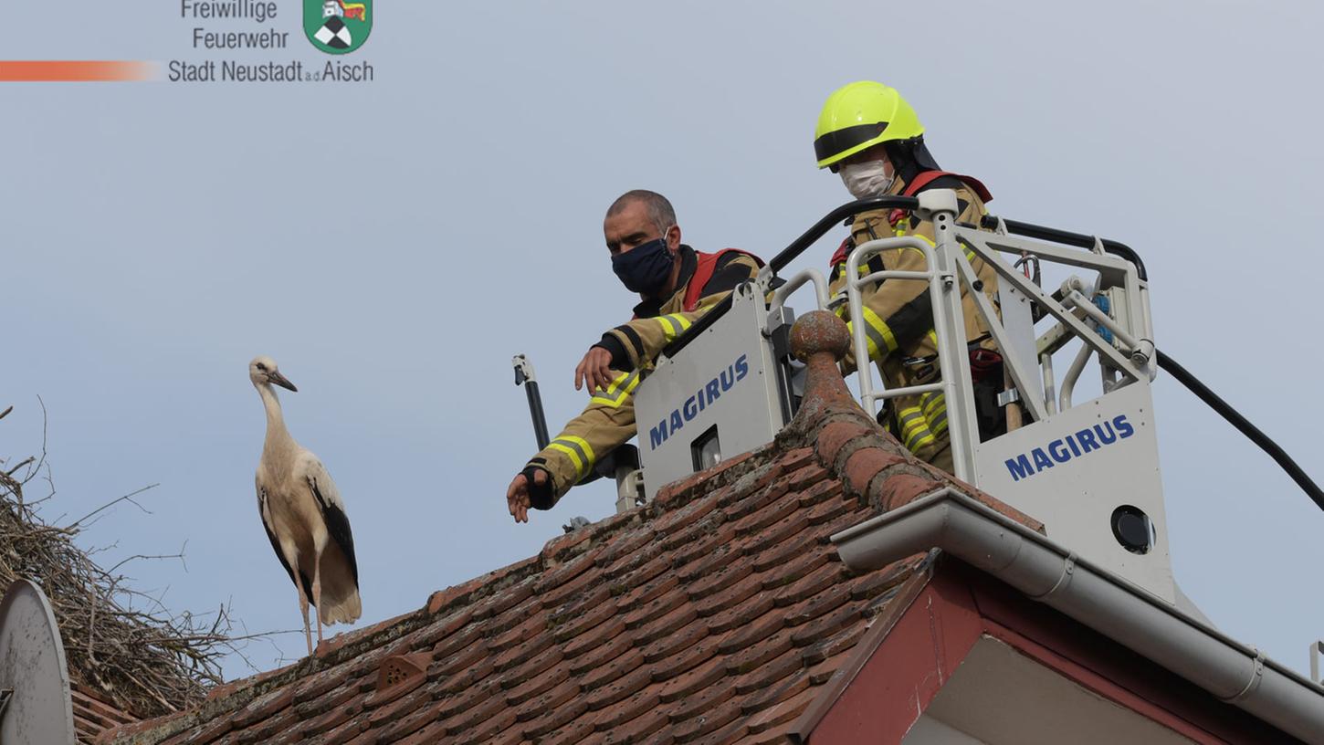 Der Biologe und ein Mitglied der Feuerwehr Neustadt/Aisch versuchen sich langsam dem Jungstorch anzunähern, um diesen zu befreien. Am Ende schaffte es das Tier von selbst. Der Biologe und ein Mitglied der Feuerwehr Neustadt/Aisch versuchen sich langsam dem Jungstorch anzunähern, um diesen zu befreien. Am Ende schaffte es das Tier von selbst.