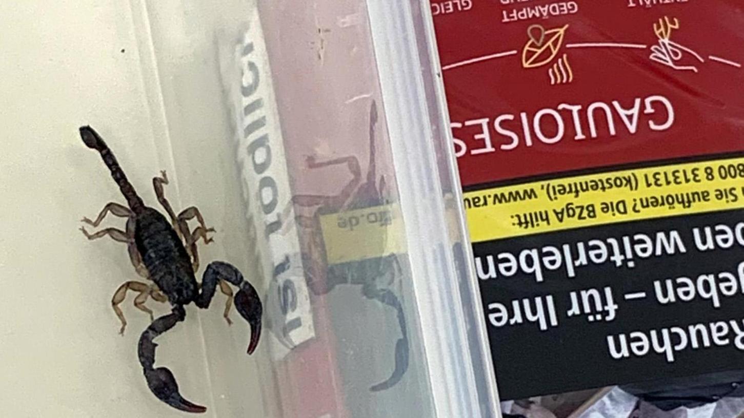 Plötzlich ein Skorpion im Zimmer: Aufregung in Erlanger Hotel