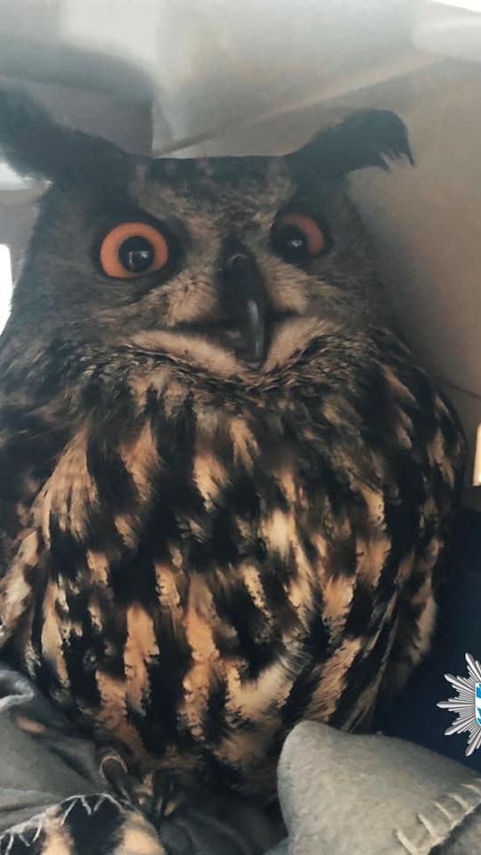 "Nach einer Nacht in liebevollen Polizeihänden wurde der Jungvogel an die Vogelschutzstation übergeben. Dort wird er aufgepäppelt und nach Auskunft eines Tierarztes kann der kleine Kerl in den nächsten Tagen wieder ausgewildert werden", schrieb die Polizei Oberpfalz Ende Mai 2020 und postete dieses Foto auf Facebook dazu. Zuvor hatte eine aufmerksame Passantin die verletzte Eule mit den großen Augen auf der Polizeiinspektion in Neutraubling abgegeben.