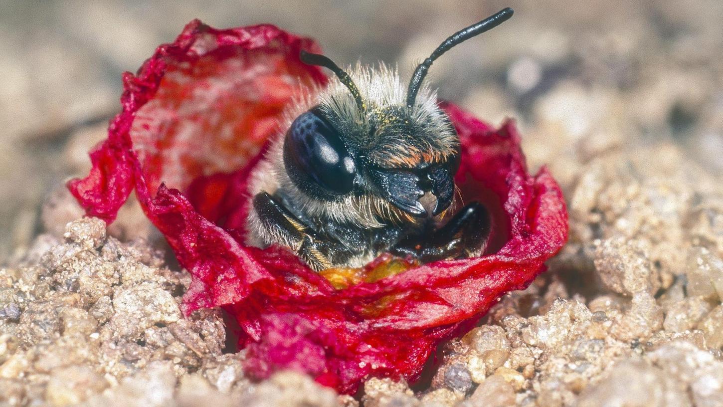 Die Mohn-Mauerbiene fühlt sich in Fürth wohl. Das Insekt ist vom Aussterben bedroht.