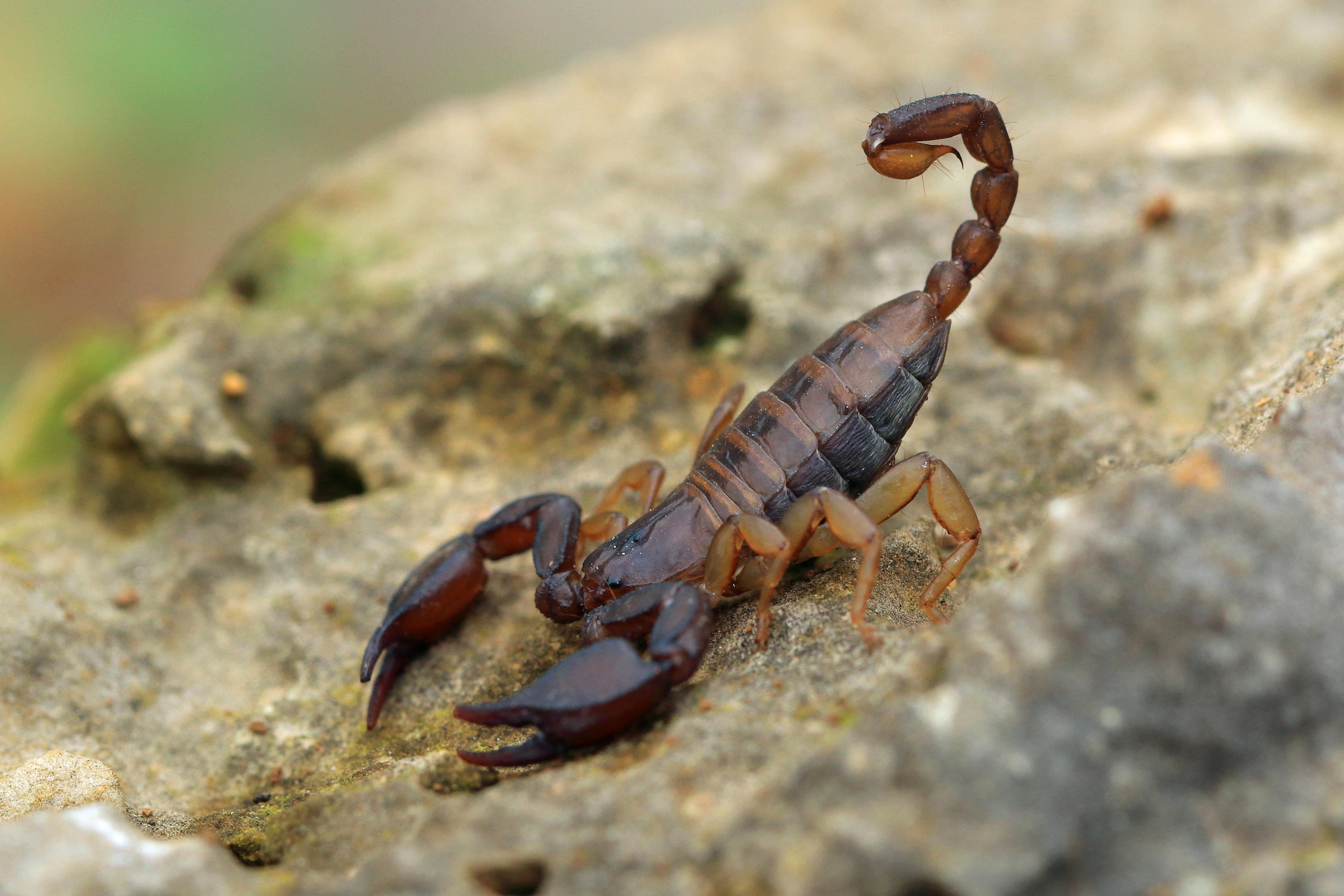 Ungewolltes Mitbringsel Urlauberin entdeckt nach Urlaub 18 Skorpione in ihrem Koffer