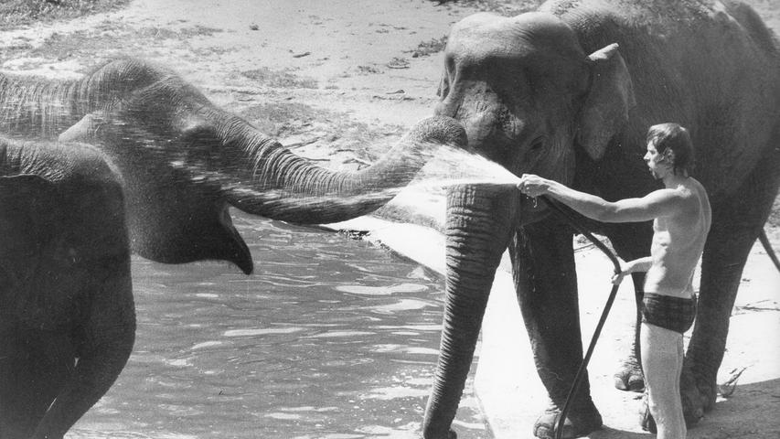 Affenhitze: Im Juli 1973 freuten sich die Elefanten im Tiergarten über eine Abkühlung.