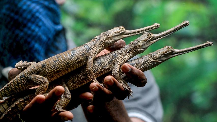 Gut gestapelt: Ein Mitarbeiter des Guindy-Nationalparks in Chennai (Indien) präsentiert stolz drei frisch geschlüpfte Gharial-Krokodile. Die Fischfresser sind stark bedroht und auf der Liste gefährdeter Tierarten aufgeführt.