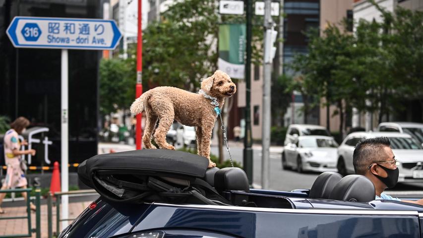 Wer sagt, dass einem der Wind beim Cabriofahren nur um die Nase wehen kann? An einer Ampel in Tokyo nutzt dieser Hund die Gunst der Stunde, um sich ein bisschen umzusehen. 