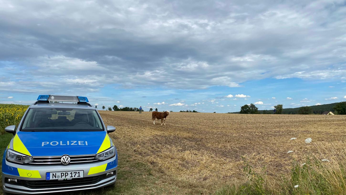 Die Freiheit währte nicht lange: Die Polizei konnte den Bullen aufspüren. Die Freiheit währte nicht lange: Die Polizei konnte den Bullen aufspüren.