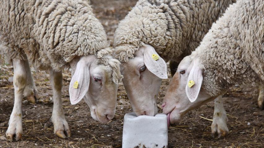 Drei flauschige Schafe, die sich genüsslich über einen Salzstein hermachen.