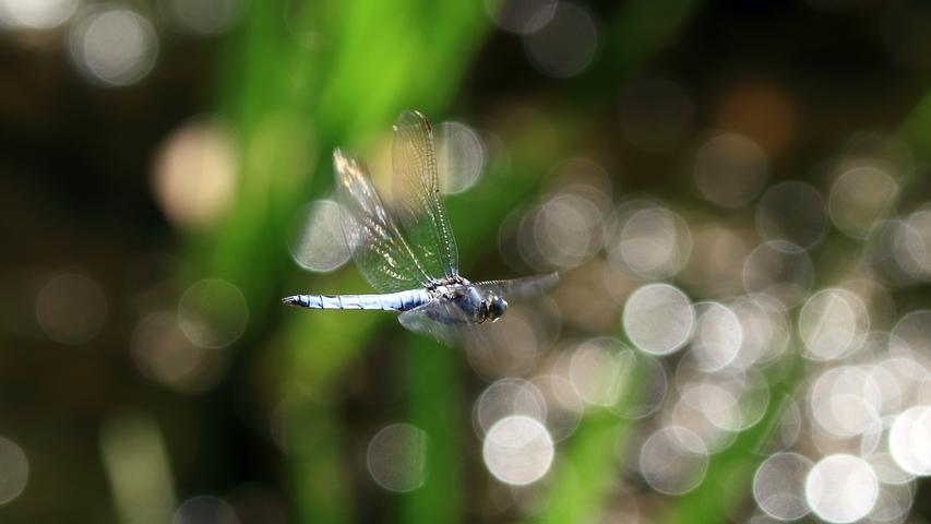 Eine Blaupfeil-Libelle mit glitzernden Flügeln schwebt über dem glitzernden Wasser am Flachweiher. 