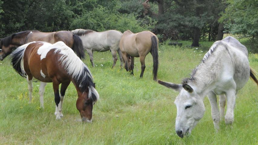 Biotop in Niederndorf: Wo Pferde und Esel urlauben