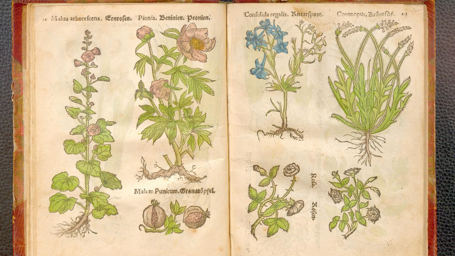 "Zur Artznei dienlich": Pflanzenbuch von Eucharius Rößlin aus dem Jahr 1546, Bibliothek des Germanischen Nationalmuseums