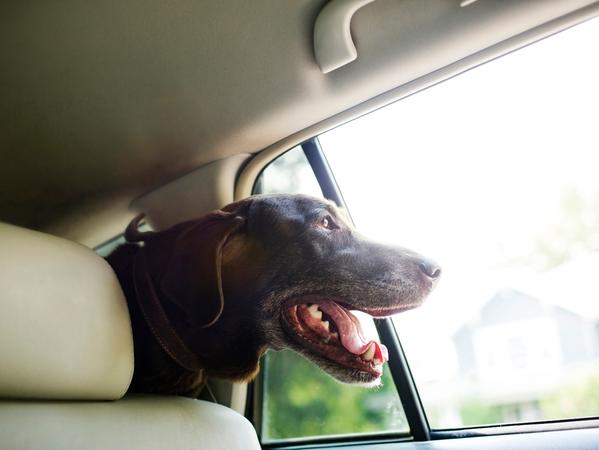 Hundstage: Nicht nur für Tiere kann es lebensgefährlich werden, wenn sie im aufgeheizten Auto zurückbleiben müssen. Hundstage: Nicht nur für Tiere kann es lebensgefährlich werden, wenn sie im aufgeheizten Auto zurückbleiben müssen.