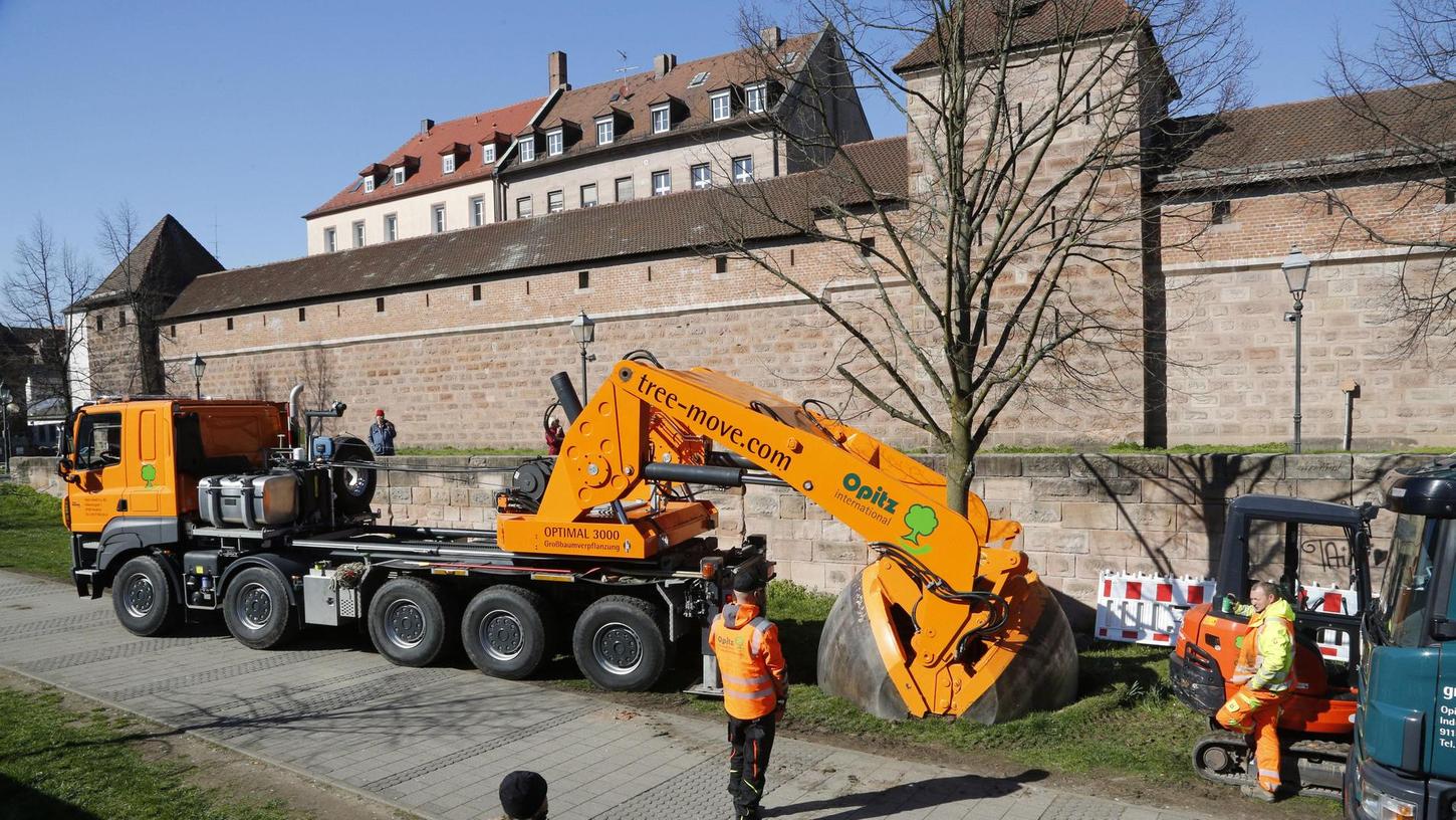 Klimawandel macht Nürnbergs Straßenbäumen zu schaffen