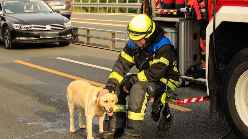 An der Einsatzstelle wurden die Feuerwehrleute auf einen herrenlosen Hund aufmerksam, der jedoch nichts mit dem Unfall zu tun hatte. Nach Einsatzende wurde er ins Tierheim gebracht.
 
  