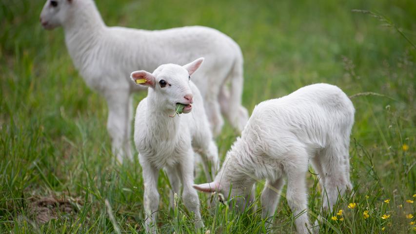 ... Lämmer, als die in der Statistik alle Schafe zählen, die jünger als zwölf Monate sind. Von ihnen wurden 2019 in Bayern 100.364 Tiere geschlachtet. Die Schlachtmenge betrug 1807 Tonnen.
