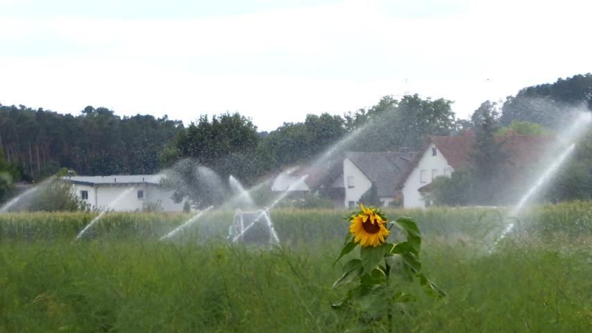 Kalt erwischt wurde diese Sonnenblume. Aber was sein muss, muss sein. Die Felder müssen bei dieser Trockenheit unbedingt bewässert werden.