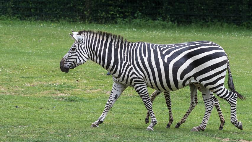 Nachwuchs im Tiergarten: Eine Böhm-Zebra Stute mit ihrem Fohlen, welches versucht, der Mutter im Gleichschritt zu folgen.