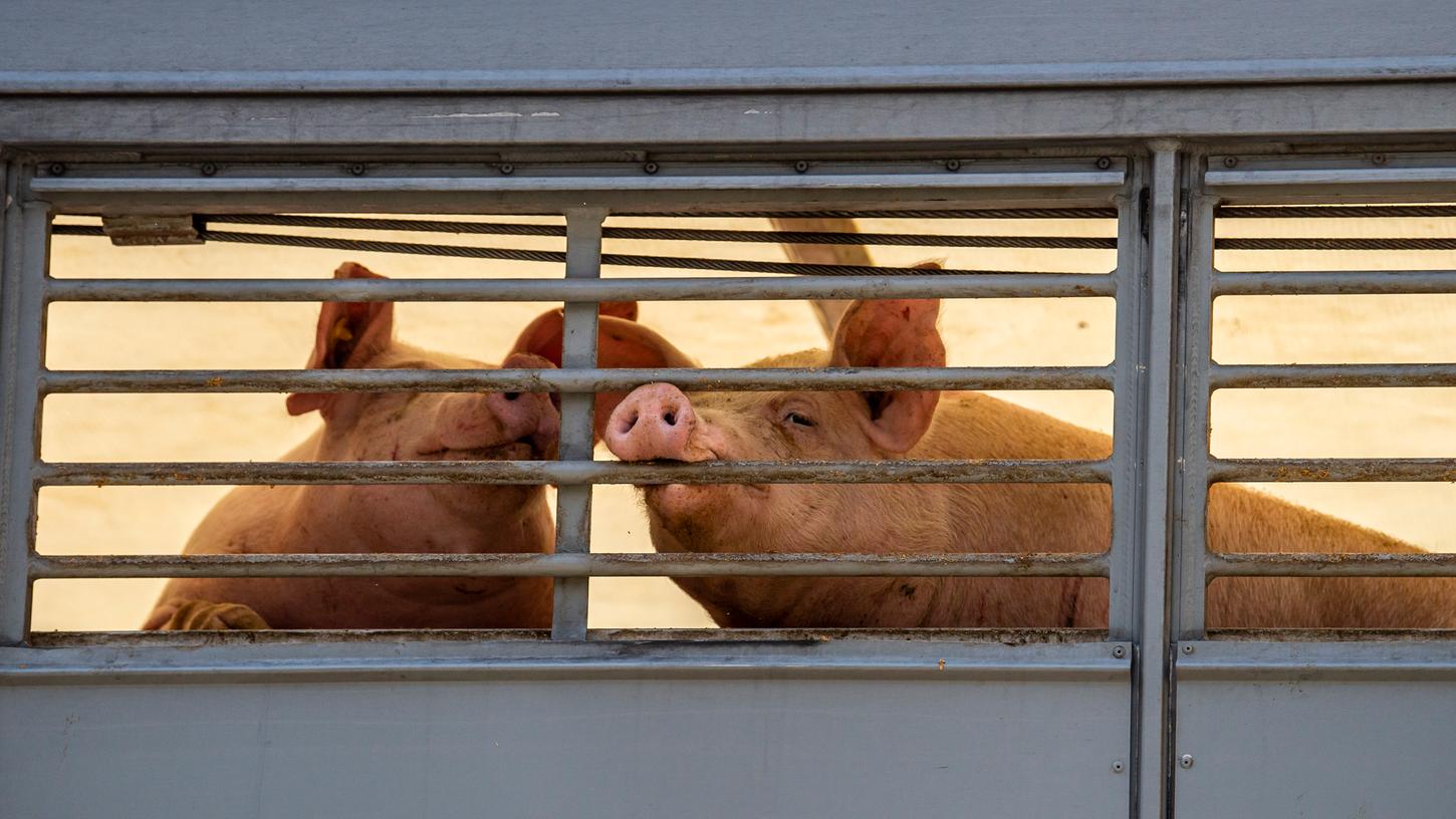 Zwei Schweine beißen in einem Transporter in das Gitter, als der Wagen auf das Betriebsgelände von Tönnies fährt. Bei Deutschlands größtem Schlachtbetrieb in Rheda-Wiedenbrück darf wieder mehr geschlachtet werden. 