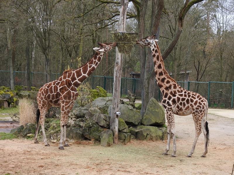 Netzgiraffen leben zum Großteil südlich der Sahara. Die Population nördlich der Sahara wurde schon früh von Menschen und durch das Wüstenklima ausgerottet. Auf lange Sicht verdrängt die rasch anwachsende afrikanische Bevölkerung die Giraffen mehr und mehr aus ihren angestammten Lebensräumen. Die letzte vorhandene Netzgiraffe im Nürnberger Tiergarten hört auf den Namen Lubaya. 