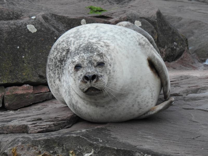 Der Seehund kommt auf der Nordhalbkugel im Atlantik und Pazifik vor. Er bevorzugt Küsten mit trockenen Sandbänken. Man findet ihn aber auch an geschützten Felsküsten. Wasserverschmutzung und mangelnde Nahrung durch Überfischung sowie Prämienjagd haben die Bestände auf ein bedrohliches Tief dezimiert. In Nürnberg leben zwei Seehunddamen: Nele und Olivia.