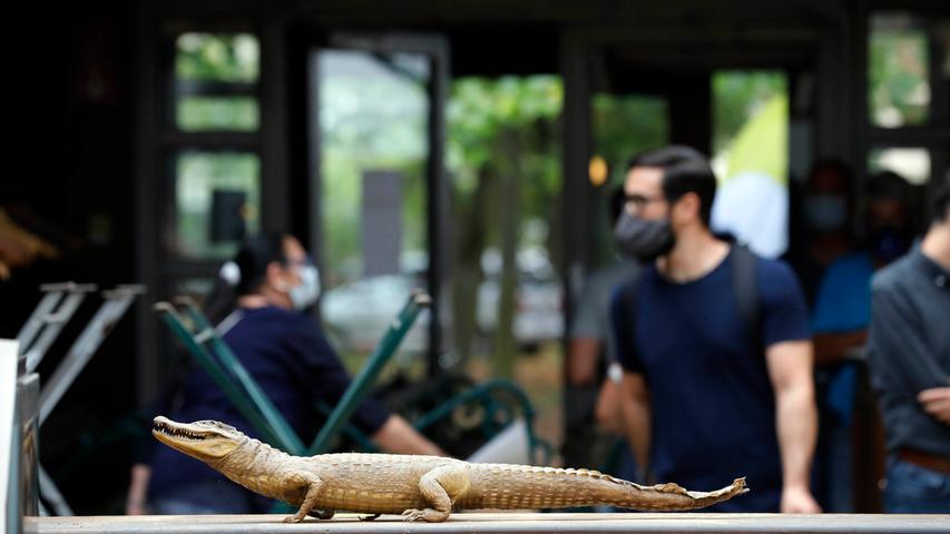 Kuriositäten unterm Hammer: Versteigerung der Lederer Kulturbrauerei