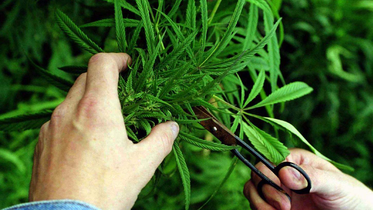 Nürnberger Cannabis-Gärtner muss für fünf Jahre hinter Gitter