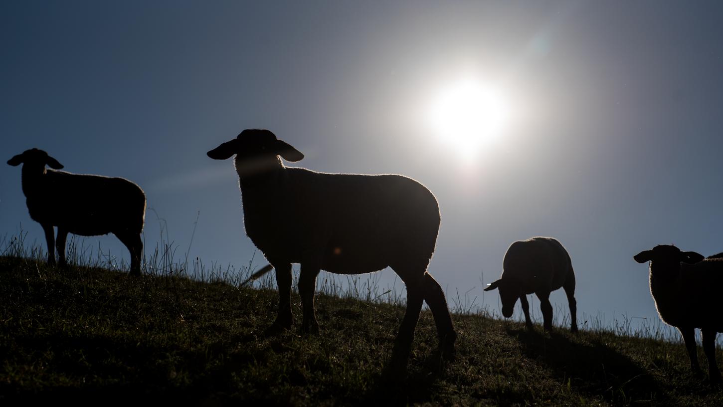 Unbekannte Täter haben im schwäbischen Lutzingen drei Schafe gestohlen. Den Kadaver eines der Tiere fand der Besitzer rund drei Kilometer von der Weide entfernt.