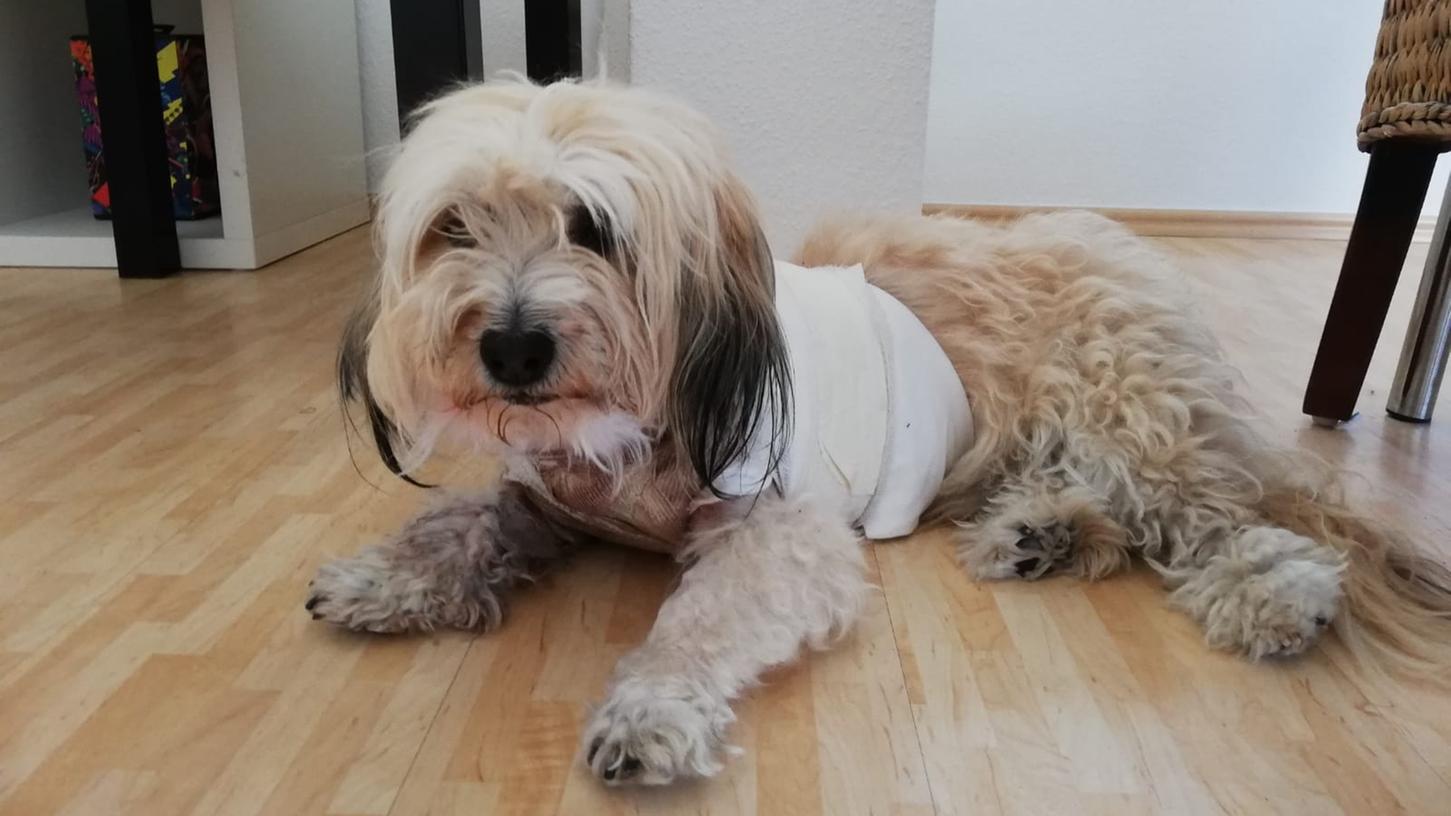 Hundeangriff in Franken bleibt wohl ohne Folgen
