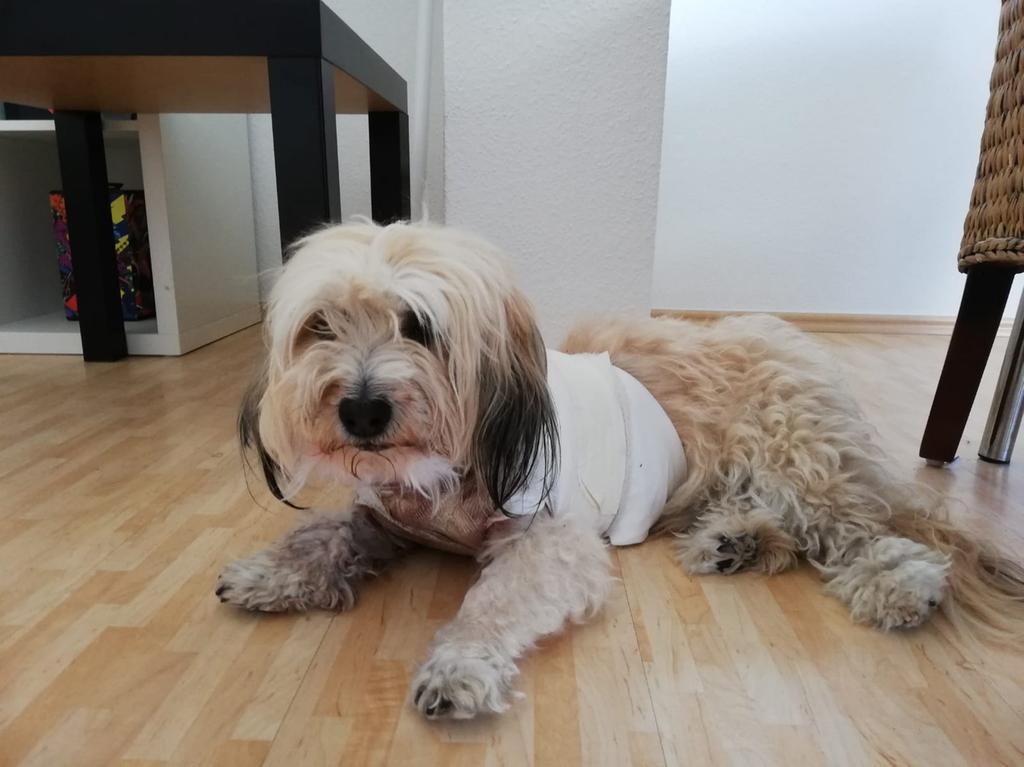 hundeangriff in franken bleibt wohl ohne folgen forchheim nordbayern de