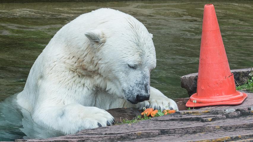 Eisbärin Vera im Tiergarten ist völlig auf ihr Fressen fixiert. Man könnte aber fast meinen, dass Vera von dem Gänseblümchen mehr beeindruckt ist als von den Mohrrüben.