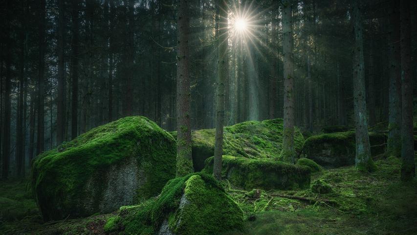 Anke Butawitsch zieht es oft in den Wald, wo ihr beeindruckende Fotos gelingen. "Secret Meeting Place" ist der Titel dieser Aufnahme.