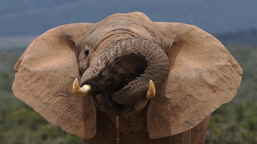 Wissen Sie, warum der afrikanische Elefant viel größere Ohren hat als sein indischer Bruder? Weil es in der Savanne viel heißer ist als im feuchten Grasland Asiens. Wird es den Dickhäutern in Afrika zu heiß, pumpen sie besonders viel Blut in ihre Ohren, mit denen sie dann auch noch fleißig wackeln. Das Blut wird gekühlt und fließt frisch temperiert zurück in den Körper. Genauso funktionieren auch die Langohren des Eselhasen, der in Nordmexiko durch die Gegend hoppelt. Und bei der Kuh sind es nicht die Ohren, sondern die Hörner, die für einen kühlen Kopf sorgen.