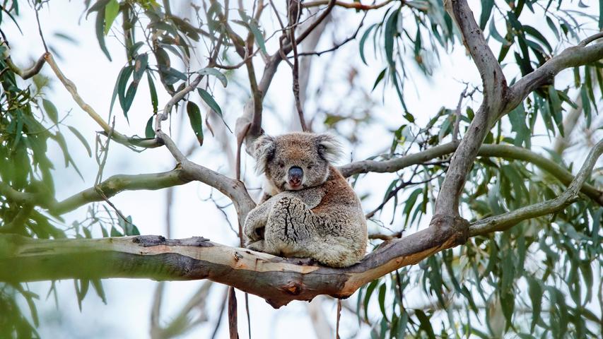  Koalas ernähren sich ausschließlich von Eukalyptusblättern. Doch die Stämme zum Beispiel der Akazien sind deutlich kühler, nämlich faktische neun Grad. Braucht der Beutelsäuger aus Australien also eine Abkühlung, spielt er einfach Bäumchen wechsel dich – und klammert sich an den Stamm des anderen. Auch Bienen kuscheln ganz eng zusammen, um ihre Brut vor Überhitzung zu schützen. In Form einer dichten Traube hängen sie sich ans Flugloch und nutzen ihre Flügel als Ventilatoren. Das Konstrukt heißt in der Fachsprache Bienenbart. Auch diese Lösung ist doppelt klug: Zum sinnvollen Fächern mit den Flügeln kommt der nette Nebeneffekt, dass innen weniger Hitze aufkommt, wenn sich kaum Bienen aufhalten.