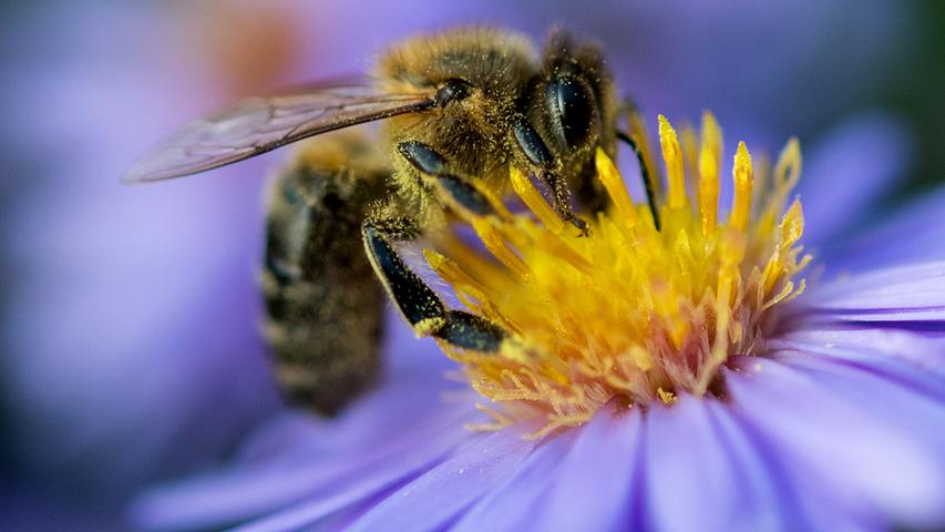Auch Bienen kuscheln ganz eng zusammen, um ihre Brut vor Überhitzung zu schützen. In Form einer dichten Traube hängen sie sich ans Flugloch und nutzen ihre Flügel als Ventilatoren. Das Konstrukt heißt in der Fachsprache Bienenbart. Auch diese Lösung ist doppelt klug: Zum sinnvollen Fächern mit den Flügeln kommt der nette Nebeneffekt, dass innen weniger Hitze aufkommt, wenn sich kaum Bienen aufhalten.