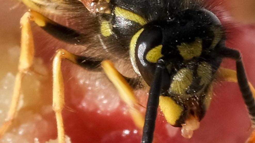 Schmerzhafte Wespenstiche: Viele Patienten in Erlangen
