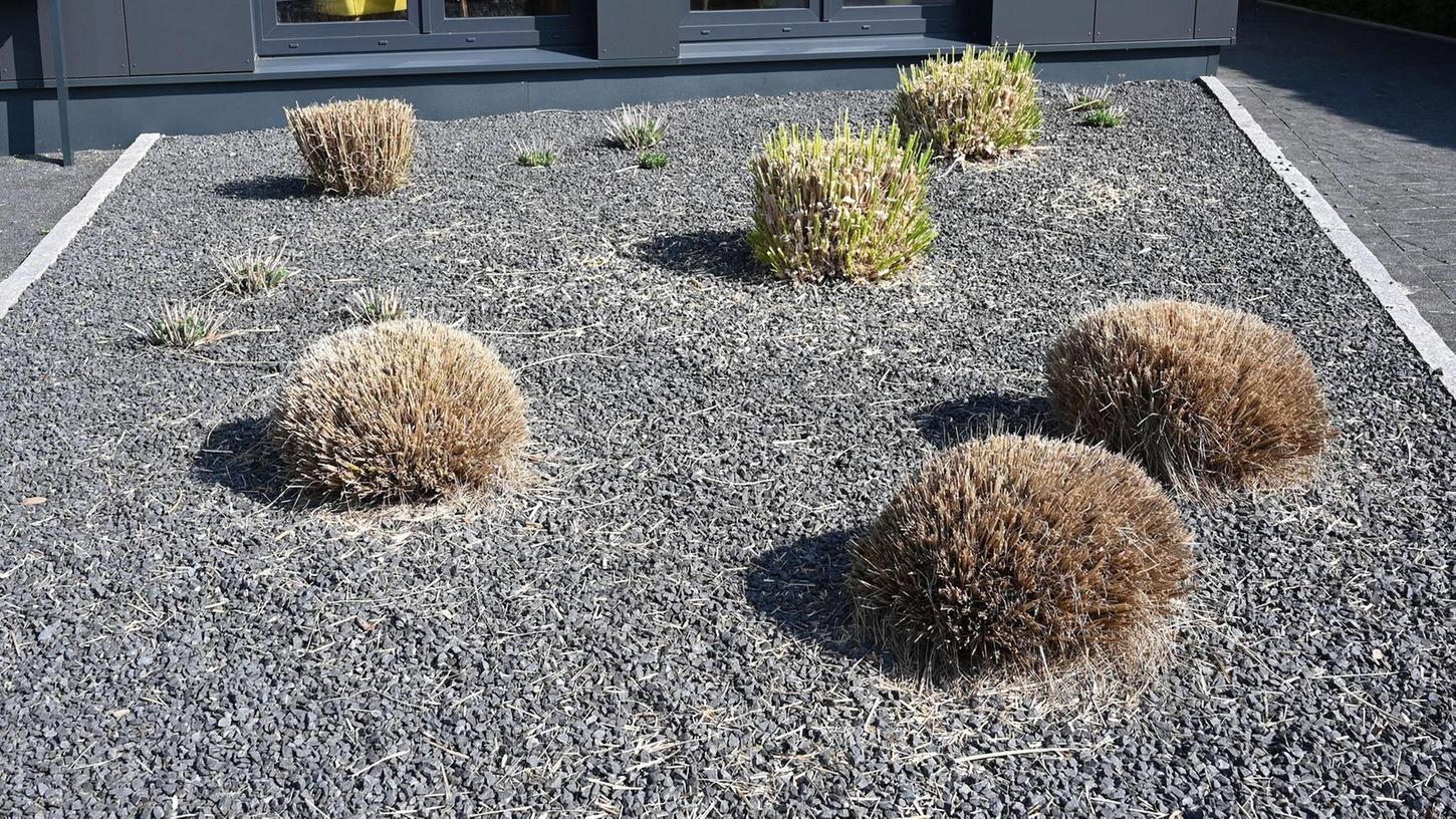 Pflanzen ragen aus einem Vorgarten mit grauen und schwarzen Kieselsteinen. In einigen bayerischen Städten geht man mittlerweile gegen die umstrittenen Schotter- und Steingärten vor.