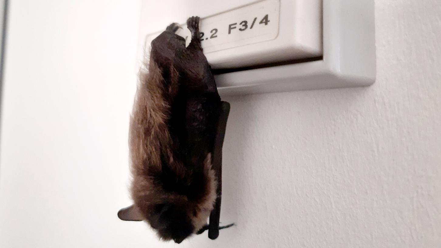 Eine kleine Fledermaus ist in ein Büro im Polizeirevier Ludwigsburg geflattert - und hat sich zum Schlafen an einen Lichtschalter gehangen.