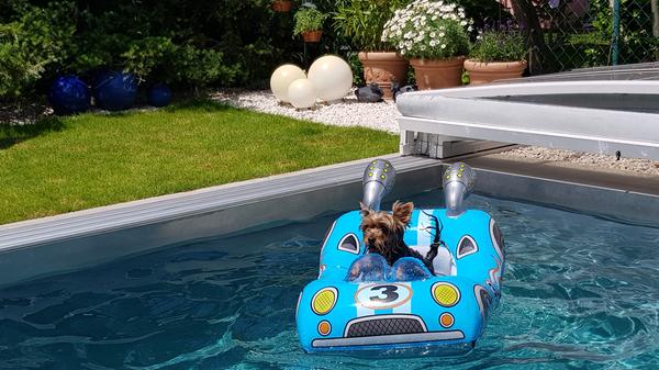 Mit Vollgas ins Plantschvergnügen - wer würde nicht gerne mit dem Yorkie tauschen?