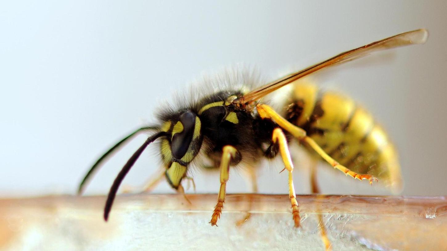 LBV erklärt: So sollten Sie im Hochsommer mit Wespen umgehen