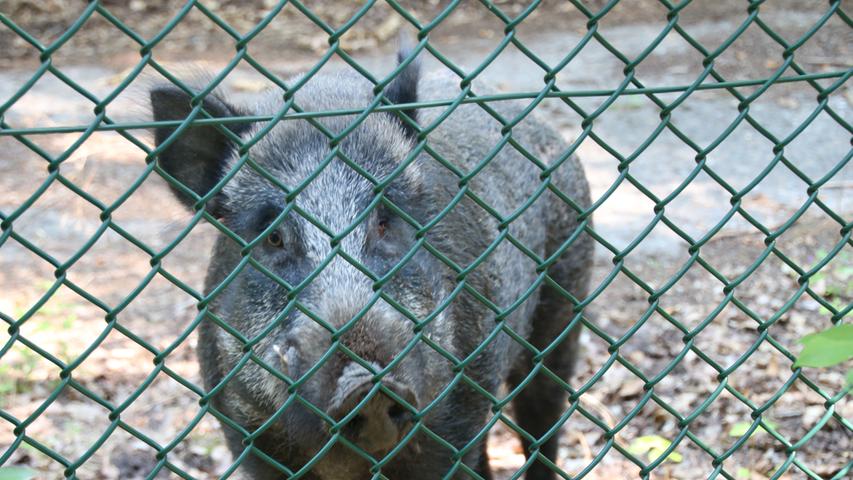 Derzeit sind auf dem Muna-Areal als Gäste vor allem Wildschweine zuhause. Die Tiere haben sich in dem seit Jahrzehnten für die Öffentlichkeit gesperrten Bereich prächtig entwickelt und werden von Urlaubern gefüttert.