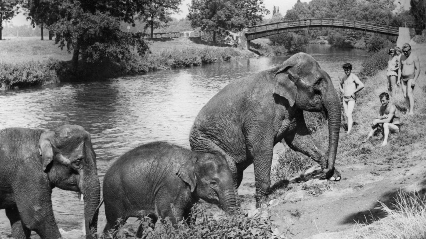 Archivperlen: Als die Elefanten am Käppnersteg badeten