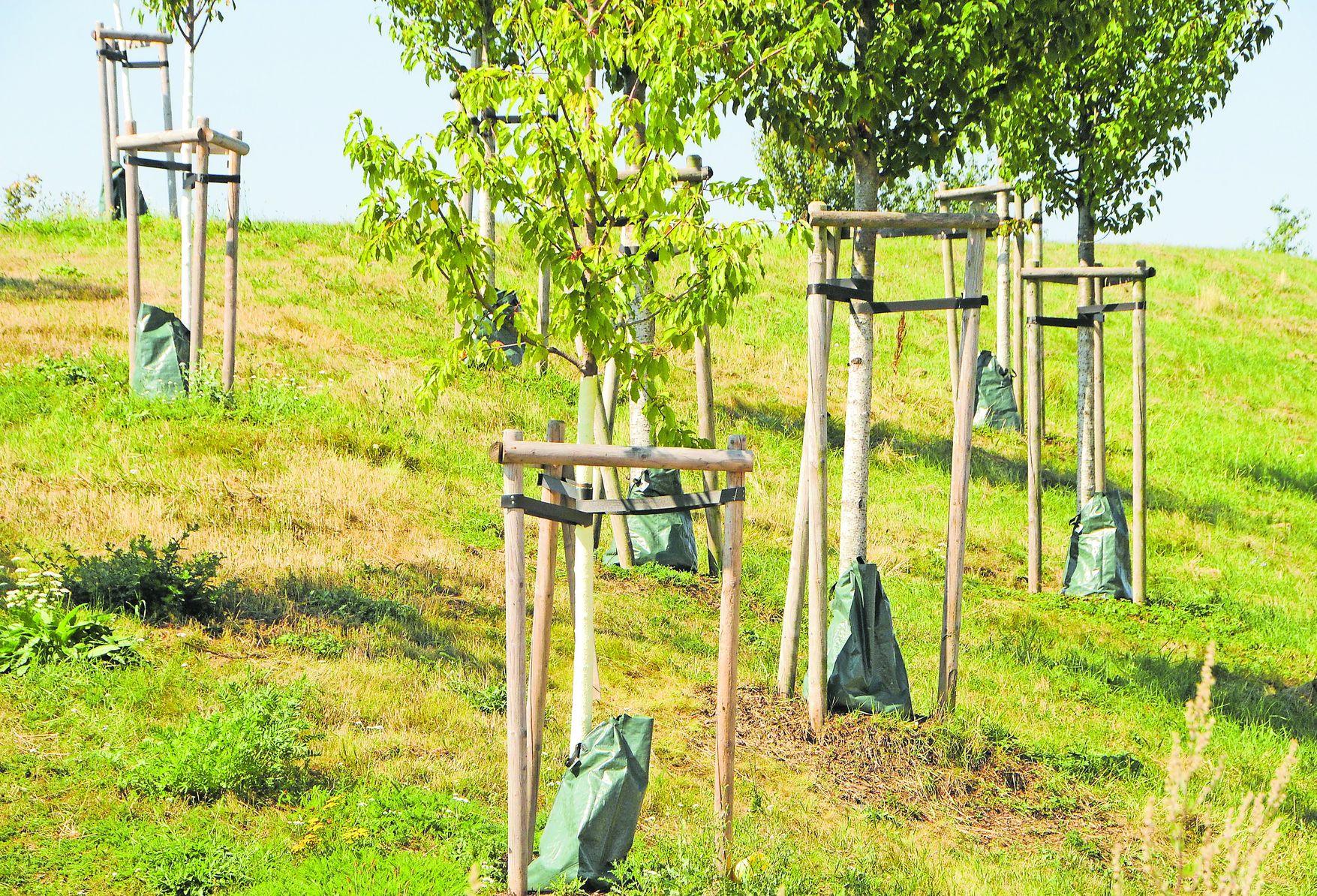 Tröpfchensystem aus strapazierfähigem PVC Material Nature by Kolibri Baumbewässerungssack 70 Liter Fassungsvermögen Wassersack Langzeit Bewässerung für Ihre Bäume