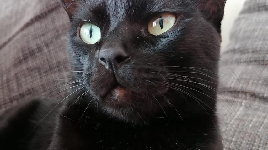 Die schönsten schwarzen Katzen unserer Facebook-User