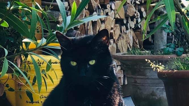 Die schönsten schwarzen Katzen unserer Facebook-User