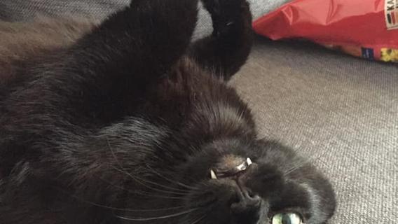 The most beautiful black cats of our Facebook users