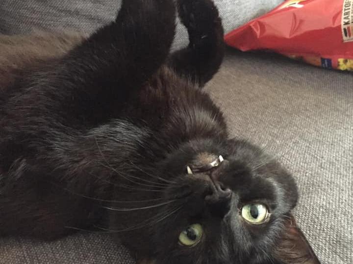 funf jahre vermisst kater batzi taucht 150 kilometer von heimat entfernt auf bad windsheim rothenburg o d t schillingsfurst nordbayern de