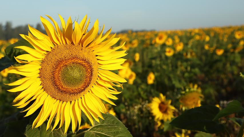 In der Morgensonne macht die Sonnenblume ihrem Namen alle Ehre. Sonnenblumenfeld bei Beyerberg. 