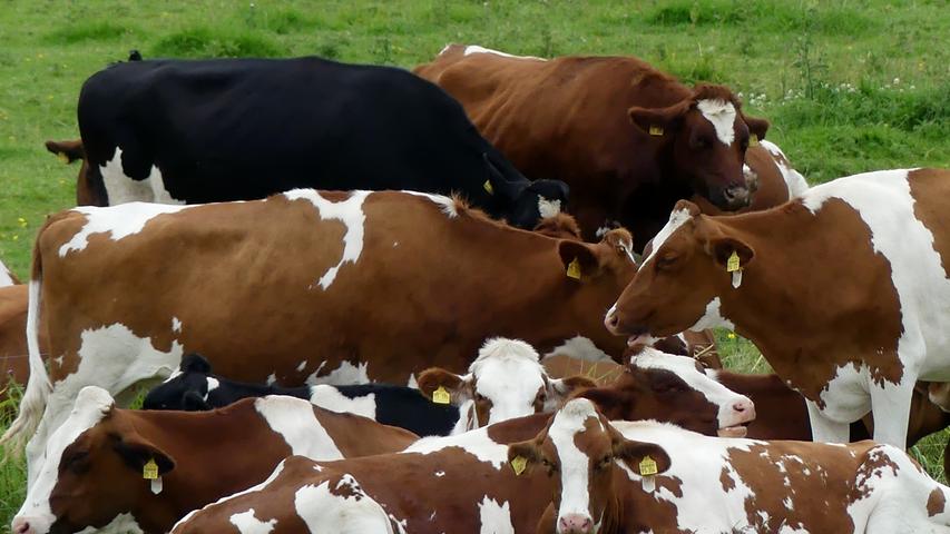 Ganz schön gedrängt: Kühe beim Gruppenbild.