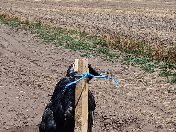 Dieses Foto einer toten Krähe auf einem Acker im Knoblauchsland veröffentlichte die Tierrechtsorganisation Peta auf ihrer Homepage. 