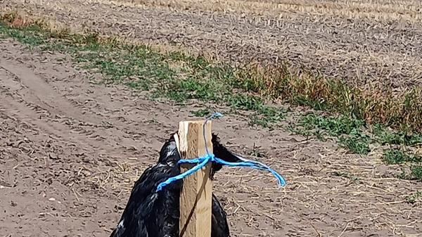 2020-08-05-Kraehen-Nuernberg-WA0002-c-PETA-D