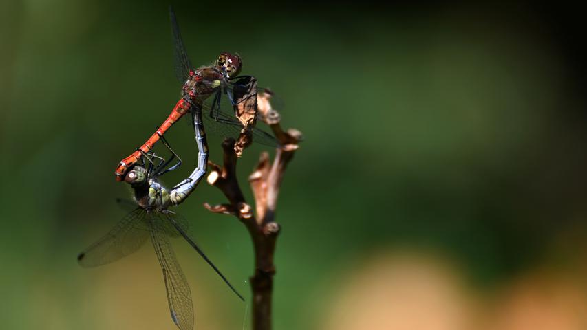 Der Sommer macht verliebt. Zwei Libellen bei der Paarung am Gartenteich.