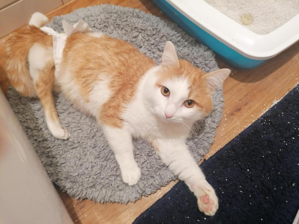 muss kater fellini eingeschlafert werden die besitzerin kampft weiter nurnberg nordbayern de